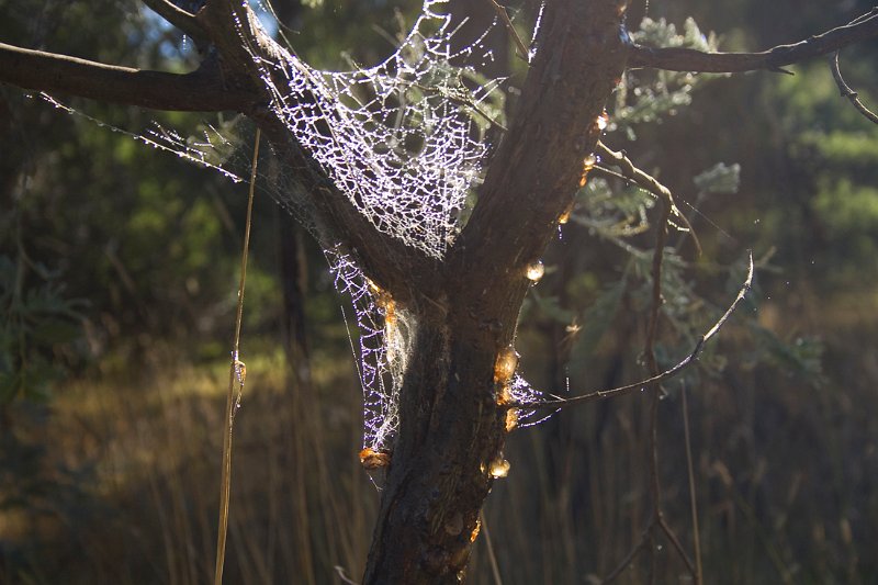 resin web.jpg